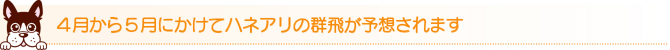 4月から5月にかけてハネアリの群飛が予想されます 4月から5月にかけてハネアリの群飛が予想されます