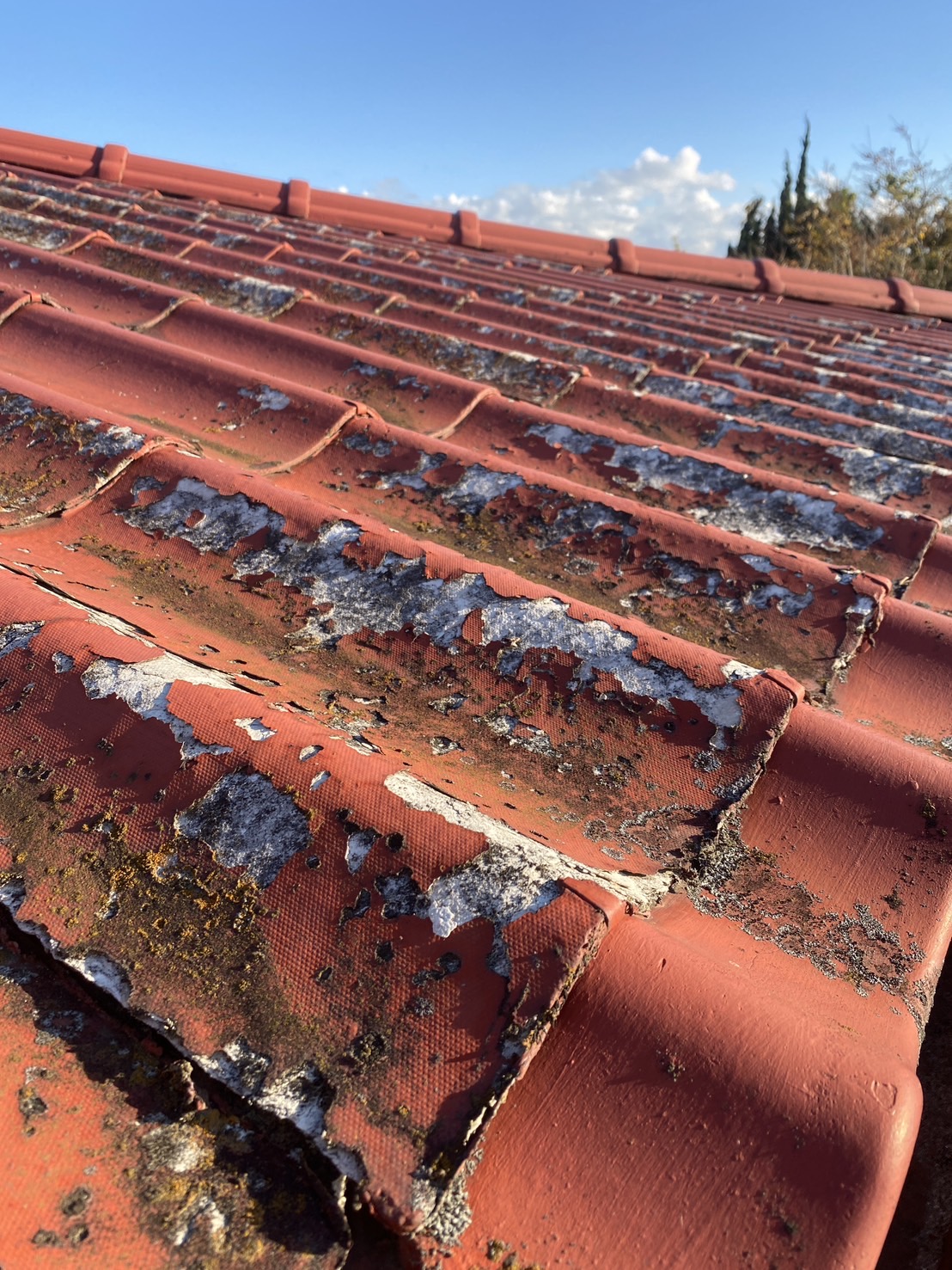 �{�H�O�@�����U �Ђъ���E���������炦��